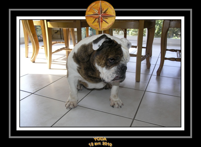 Yoda 2010 Seance photo maison 011