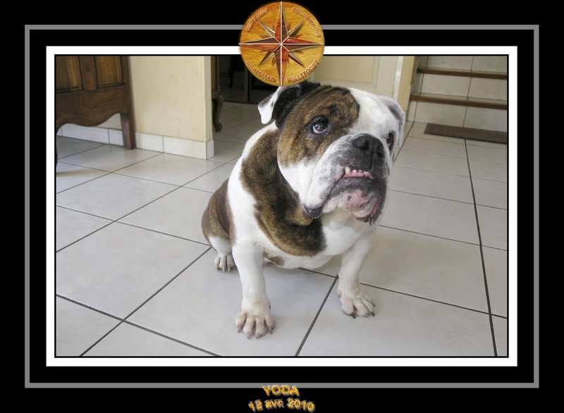 Yoda 2010 Seance photo maison 014
