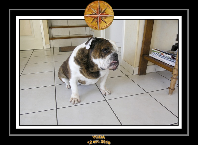 Yoda 2010 Seance photo maison 015
