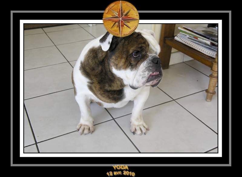Yoda 2010 Seance photo maison 017