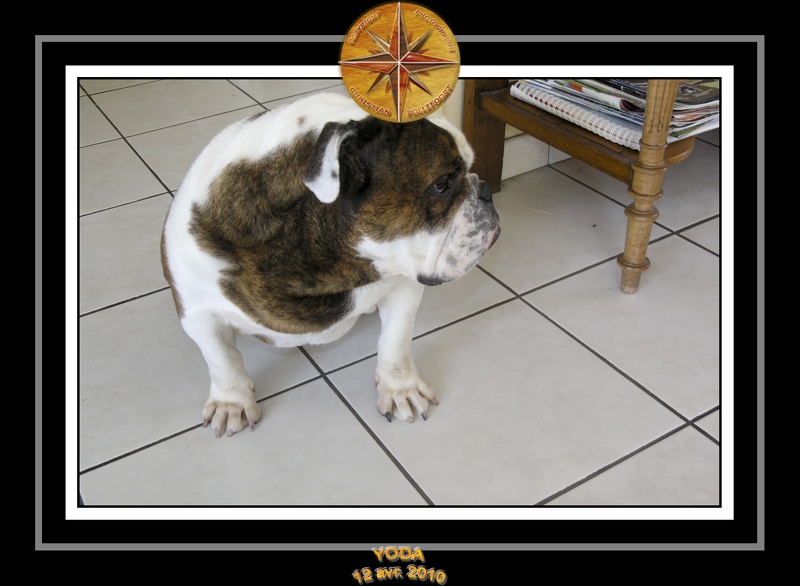 Yoda 2010 Seance photo maison 018