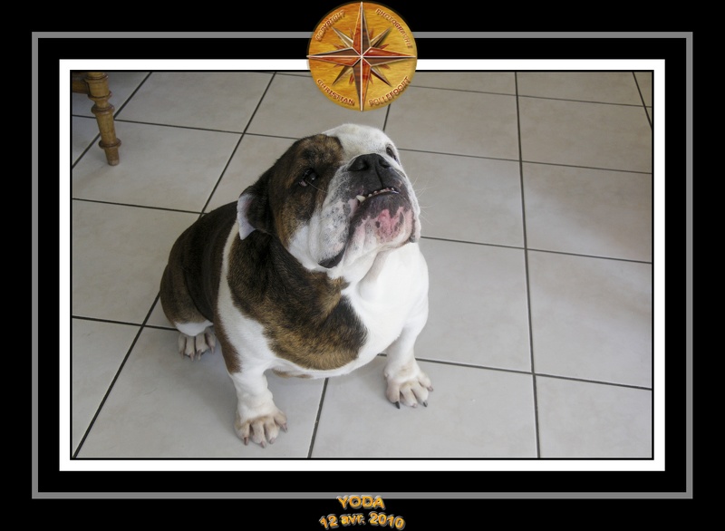 Yoda 2010 Seance photo maison 021