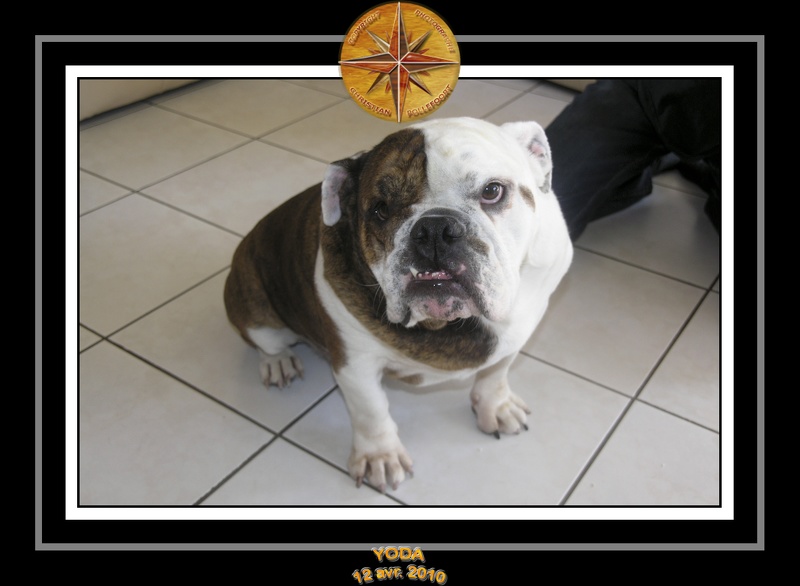 Yoda 2010 Seance photo maison 023