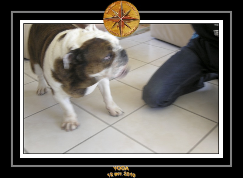 Yoda 2010 Seance photo maison 024