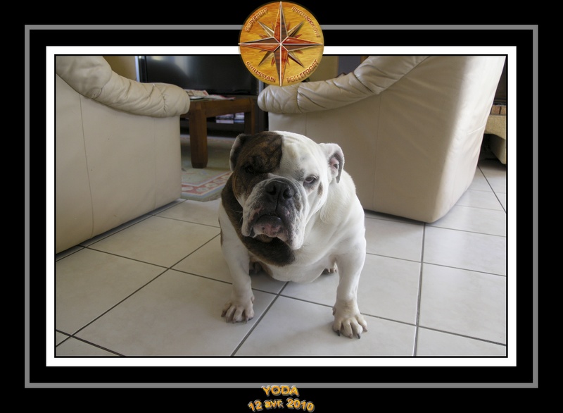 Yoda 2010 Seance photo maison 026