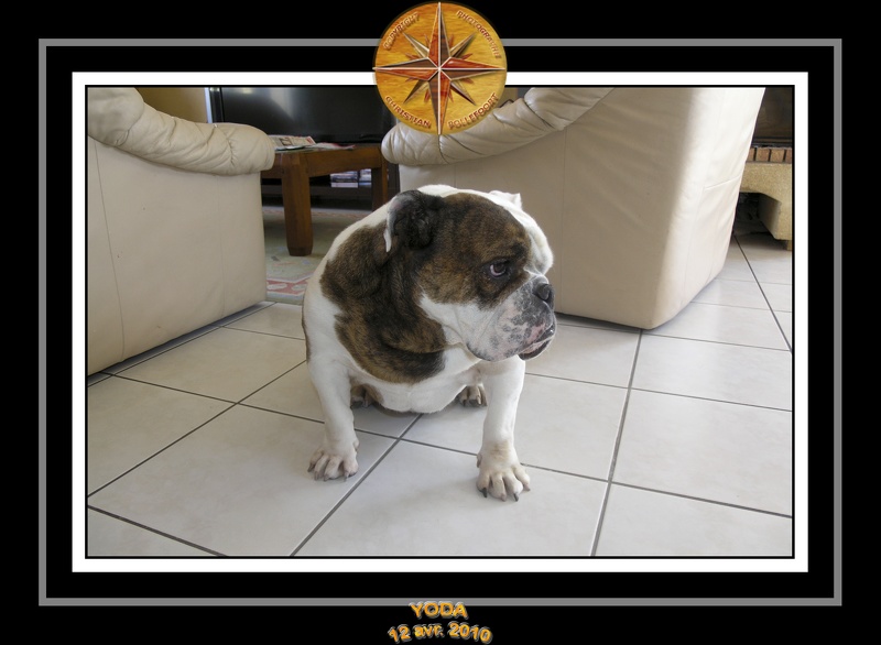 Yoda 2010 Seance photo maison 027