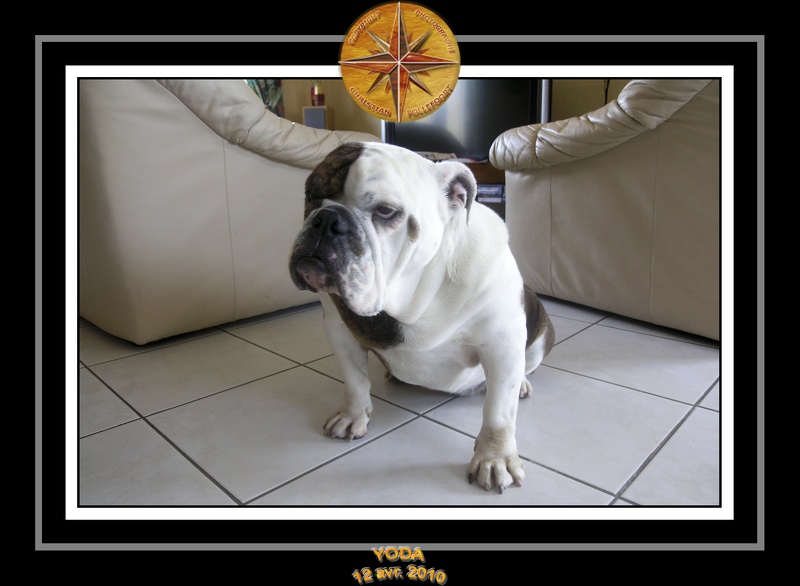 Yoda 2010 Seance photo maison 029