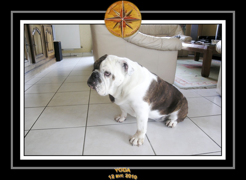 Yoda 2010 Seance photo maison 030