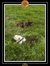 Yoda 2010 et 2 copains 022