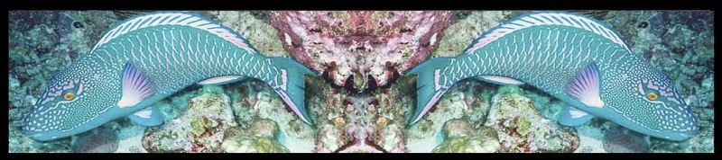 header 0