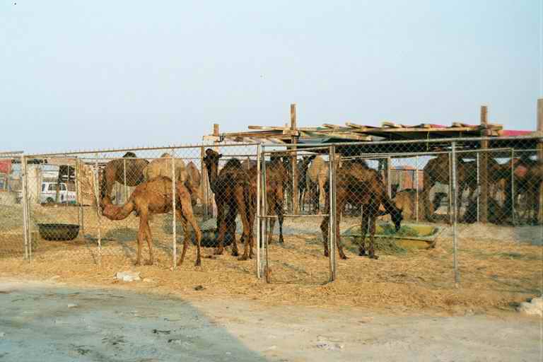 2001 qatar 001