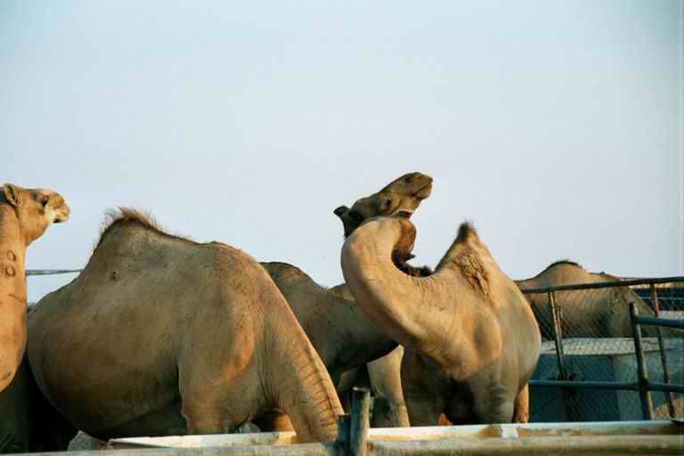 2001 qatar 004