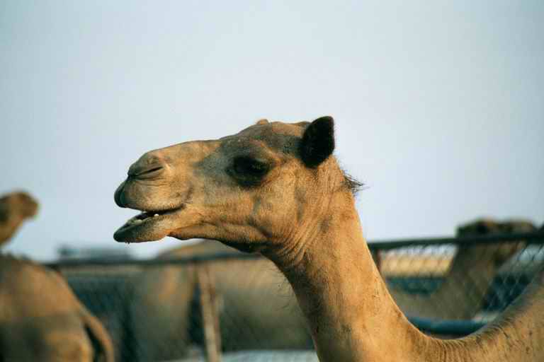 2001 qatar 005