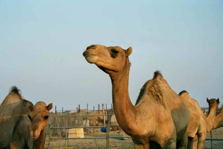 2001 qatar 006