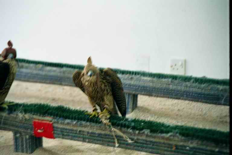 2001 qatar 037