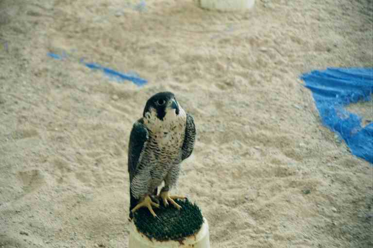 2001 qatar 042