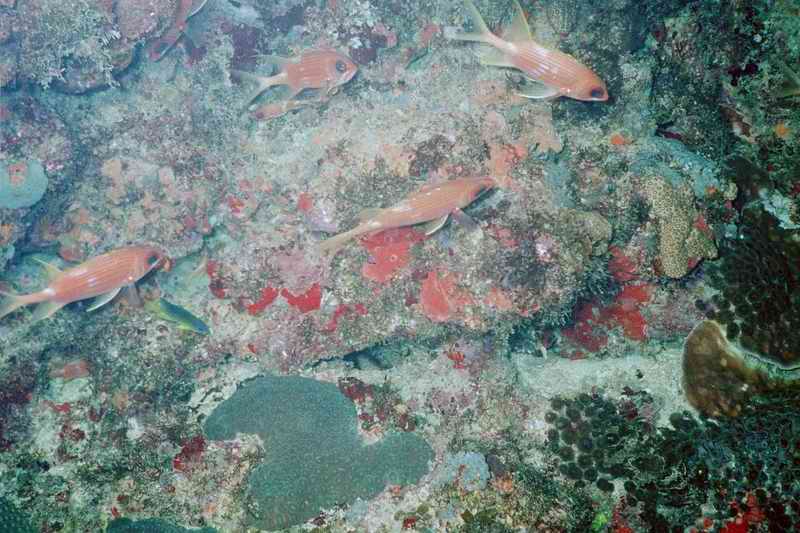 2002 guadeloupe 011