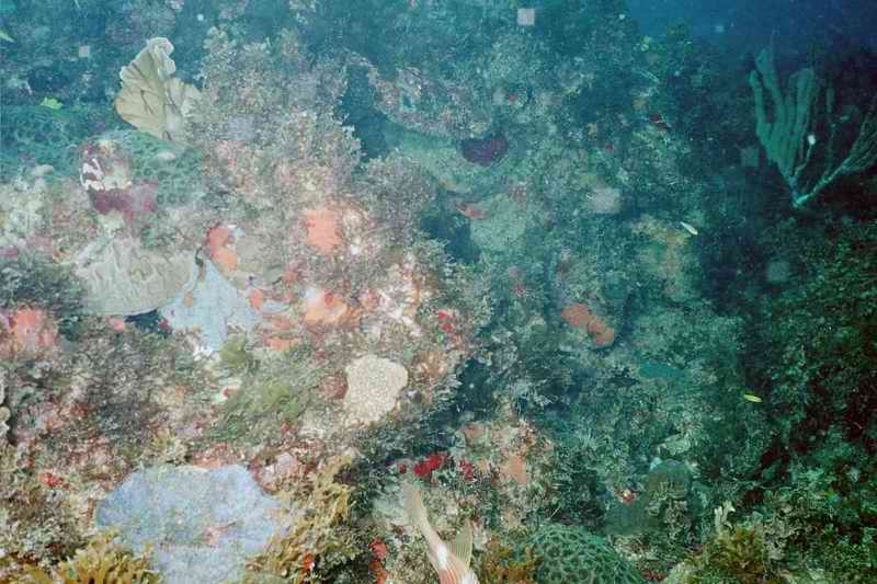 2002 guadeloupe 012