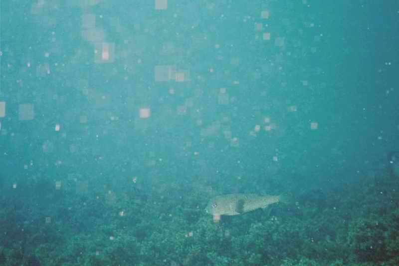 2002 guadeloupe 013