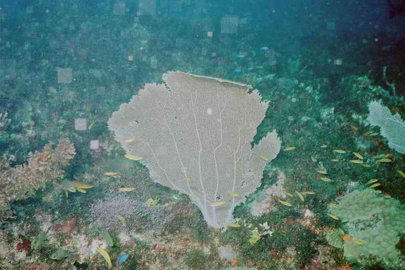 2002 guadeloupe 014