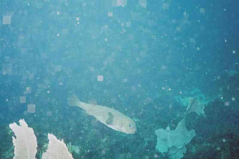 2002 guadeloupe 016