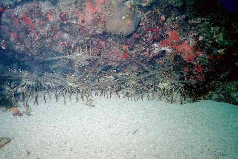 2002 guadeloupe 018