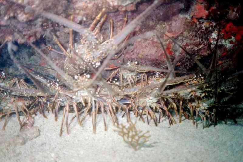 2002 guadeloupe 019