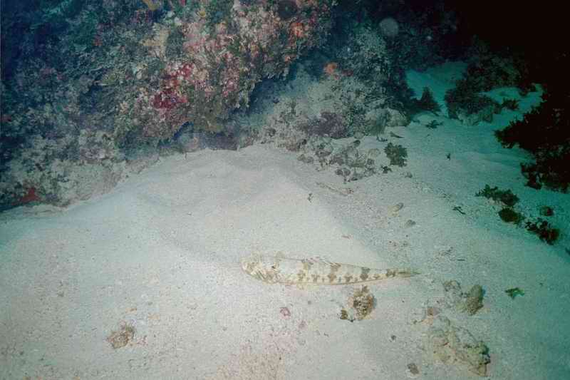 2002 guadeloupe 021