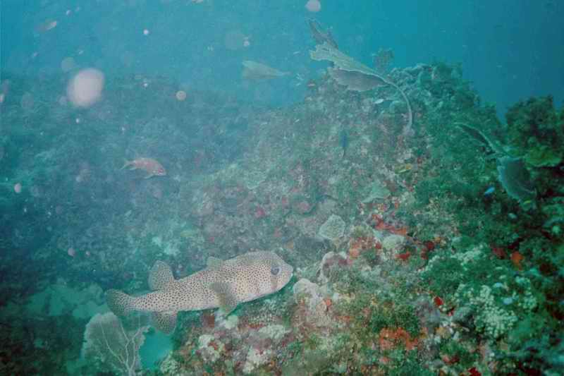 2002 guadeloupe 022