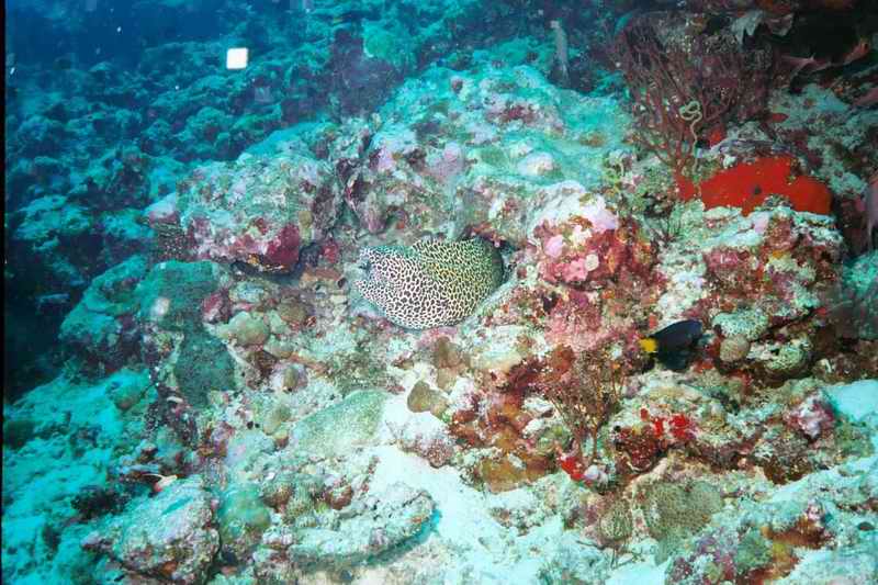 2003 maldives 015