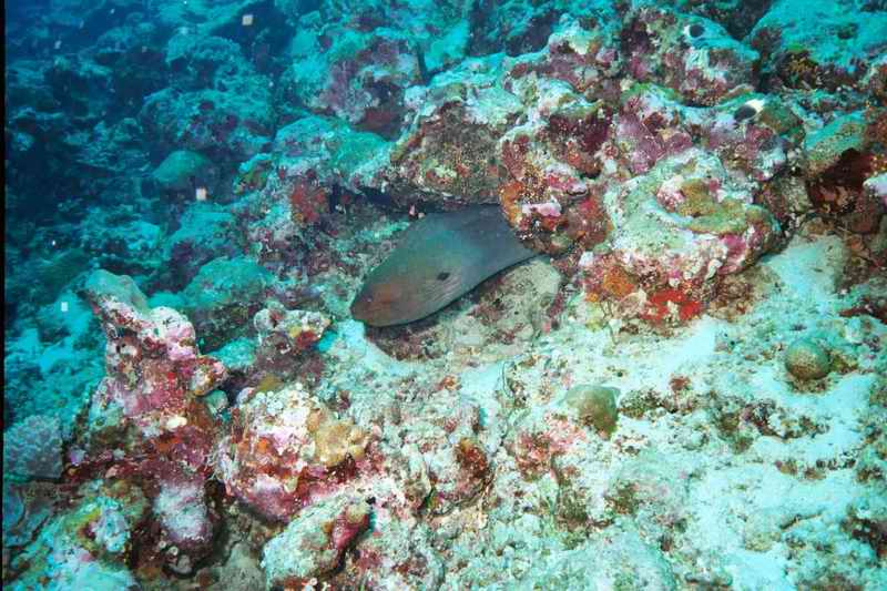 2003 maldives 016