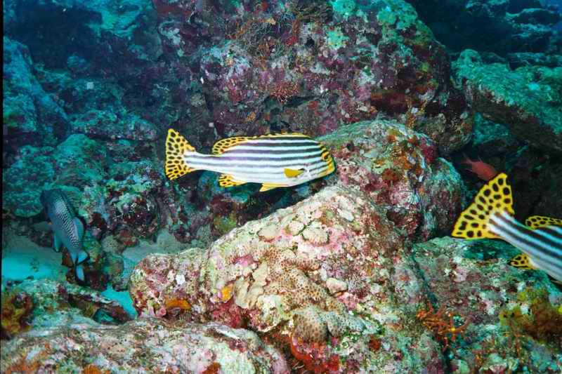 2003 maldives 017