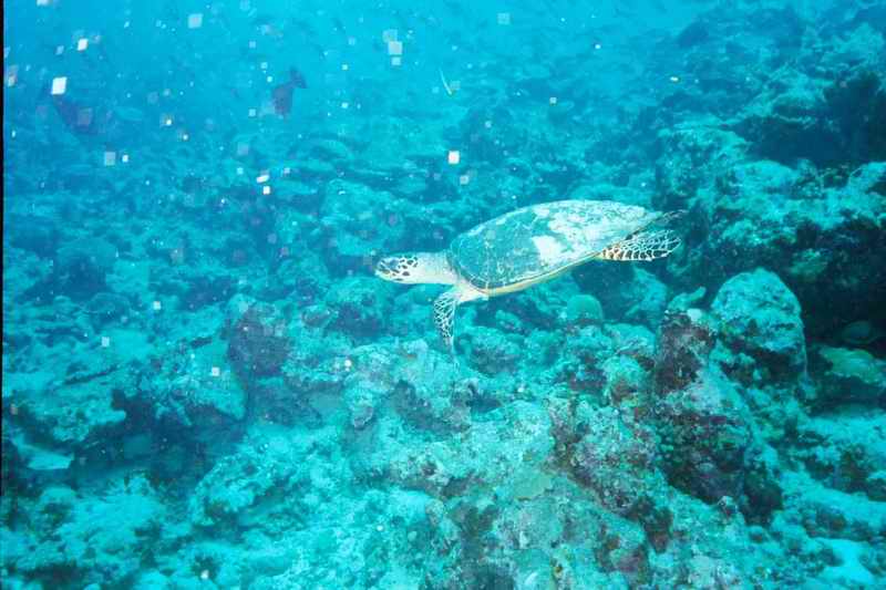 2003 maldives 019