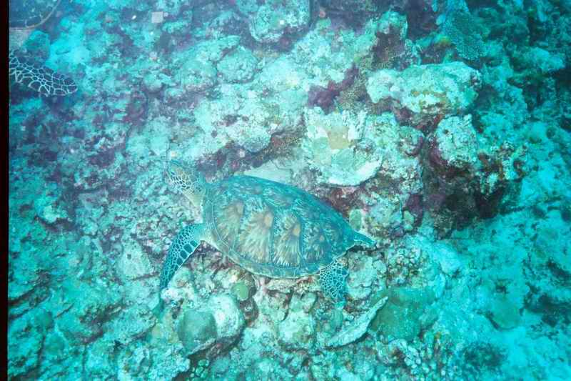 2003 maldives 023