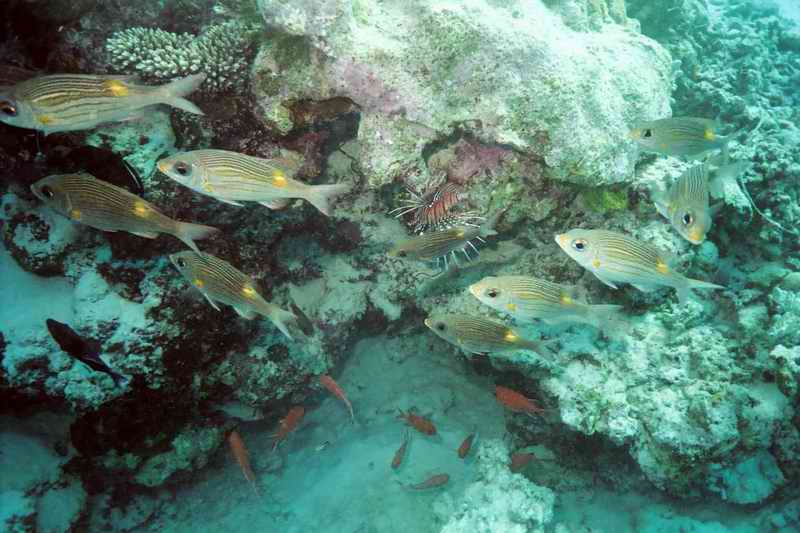 2003 maldives 027