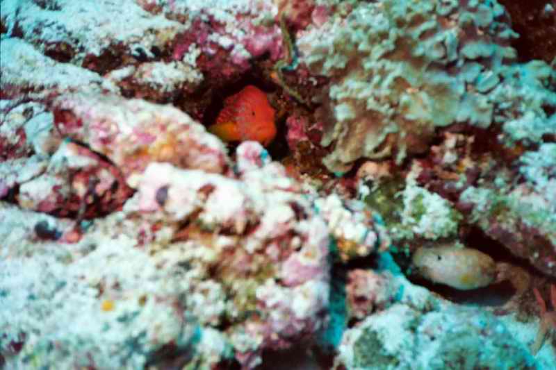 2003 maldives 028