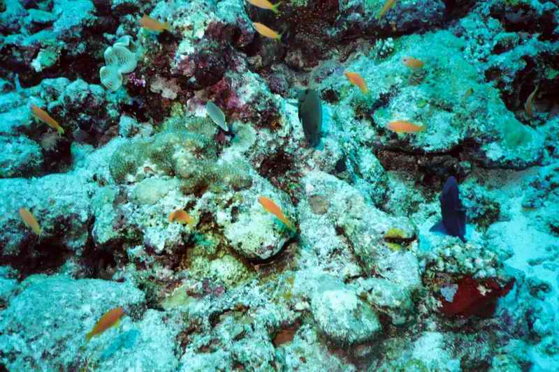 2003 maldives 030