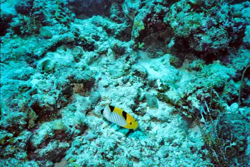 2003 maldives 031