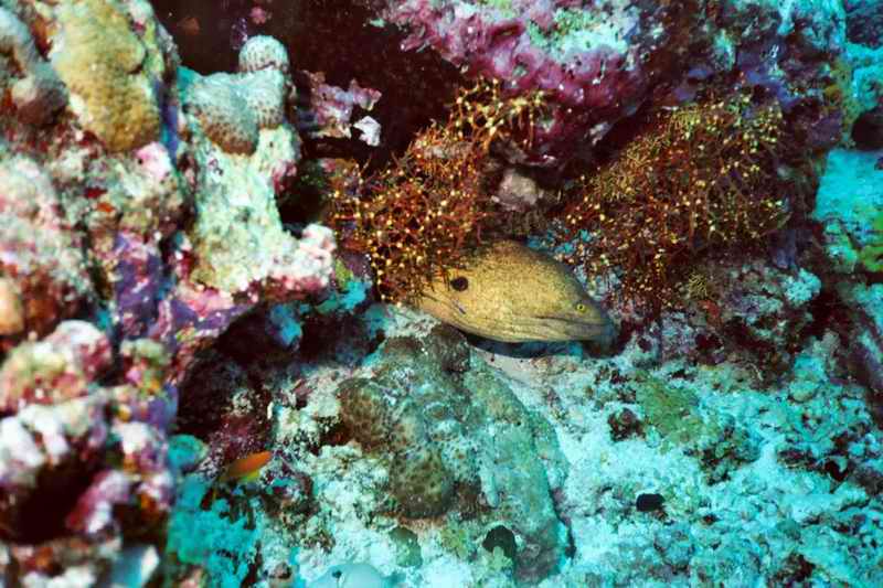 2003 maldives 032