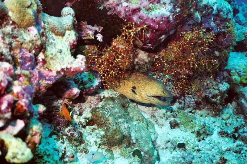 2003 maldives 034