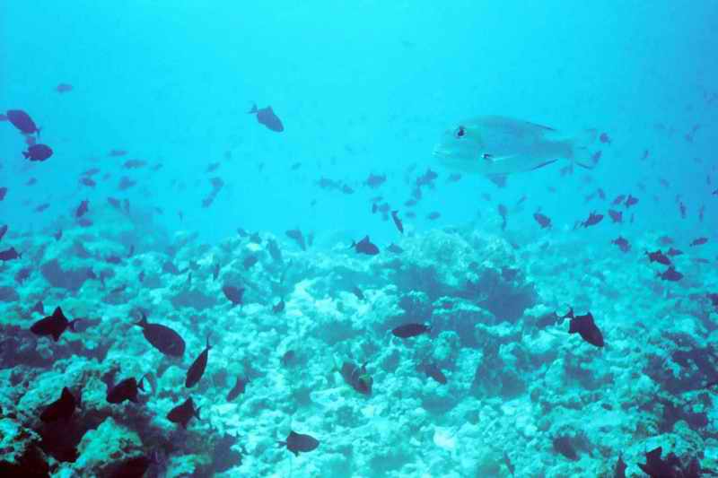 2003 maldives 035