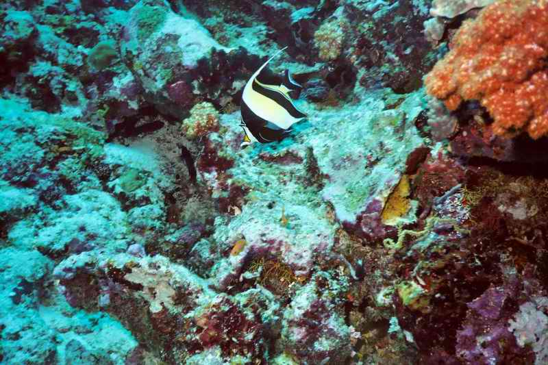 2003 maldives 036
