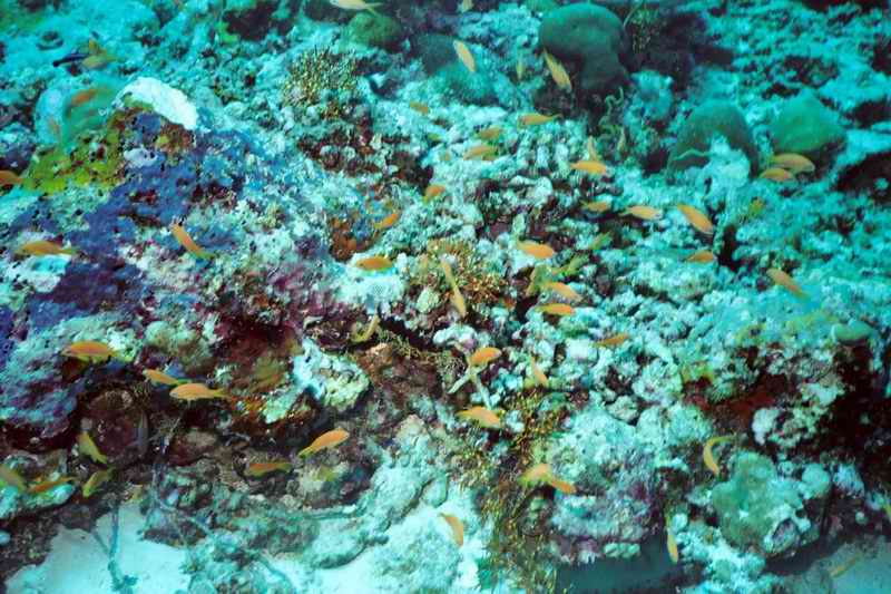 2003 maldives 037