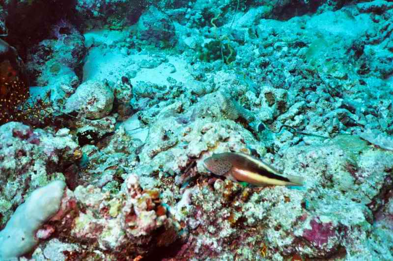 2003 maldives 039