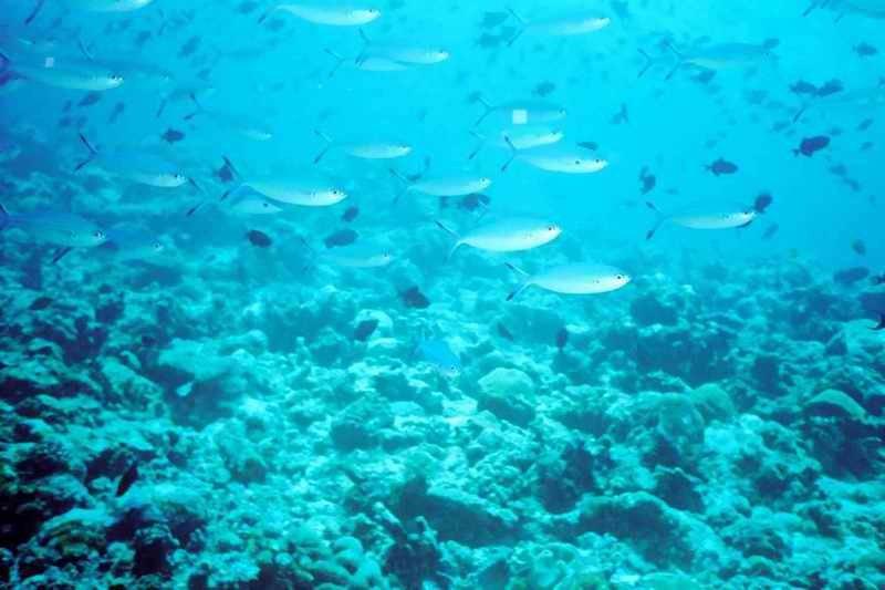2003 maldives 040