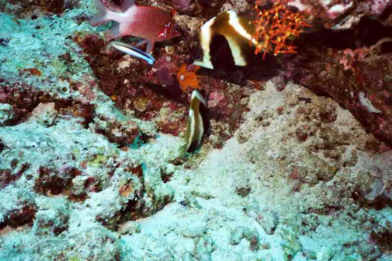 2003 maldives 041