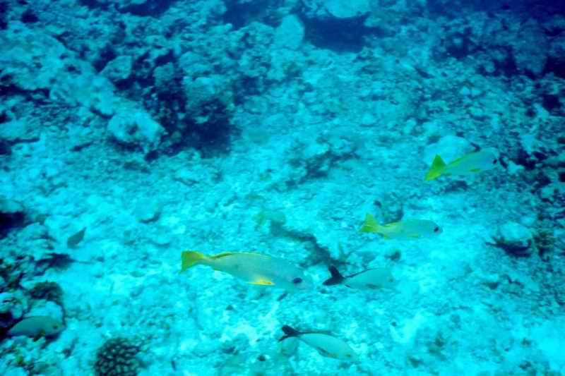 2003 maldives 043