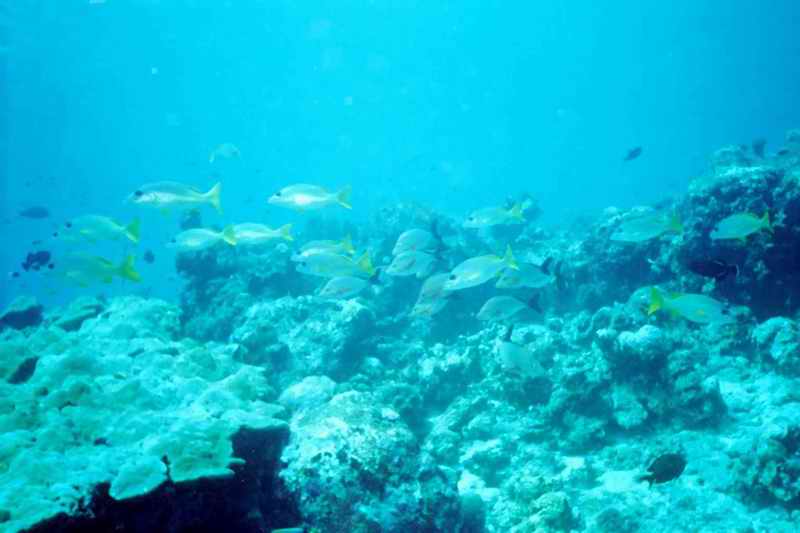 2003 maldives 045