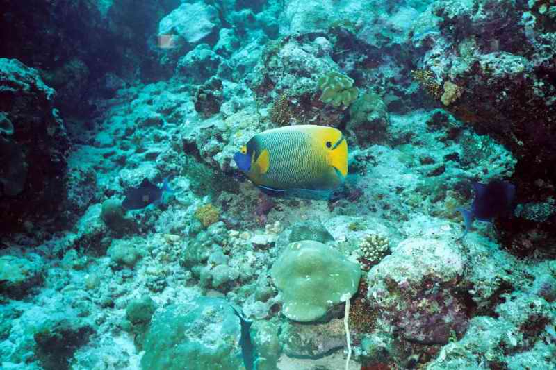 2003 maldives 047
