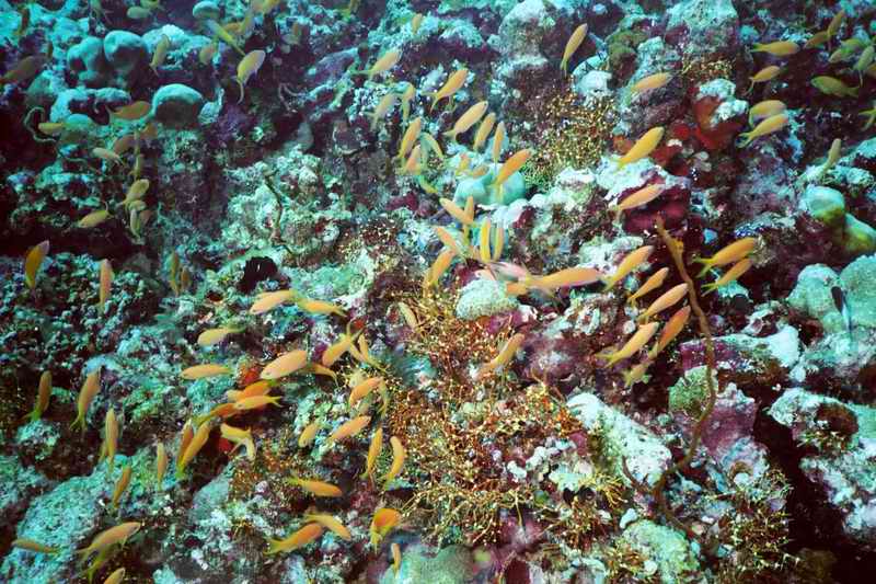 2003 maldives 048